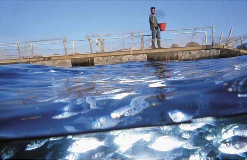 «Έσπασαν» το ρωσικό εμπάργκο τα ελληνικά ψάρια ιχθυοκαλλιέργειας 